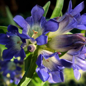 GENTIANA DAHURICA seed image
