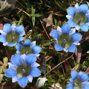 GENTIANA DEPRESSA seed image