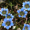 GENTIANA DEPRESSA seed image