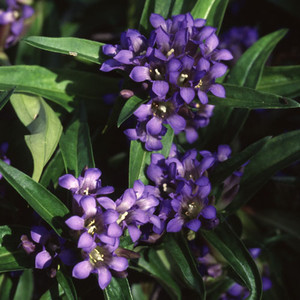 GENTIANA GRACILIPES seed image