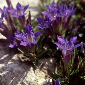 GENTIANA GROSSHEIMII seed image