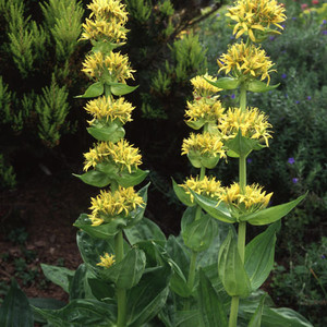GENTIANA LUTEA seed image