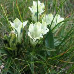 GENTIANA MAKINOI ALBA seed image