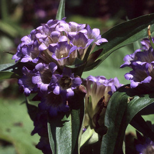 GENTIANA MOORCROFTIANA seed image