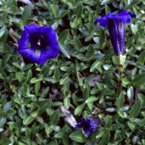 GENTIANA OCCIDENTALIS seed image