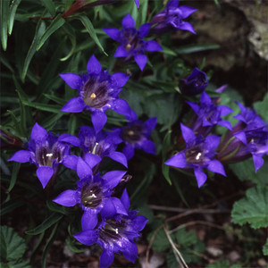 GENTIANA PARADOXA seed image