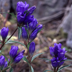 GENTIANA PNEUMONANTHE seed image
