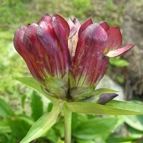 GENTIANA PURPUREA seed image
