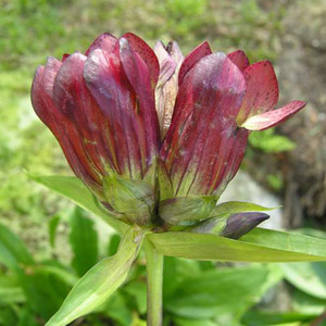 GENTIANA PURPUREA seed image
