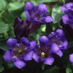 GENTIANA SEPTEMFIDA seed image