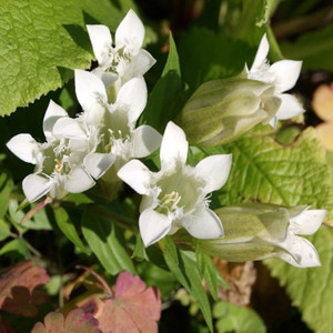 GENTIANA SEPTEMFIDA ALBA seed image