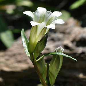 GENTIANA STRAMINEA seed image