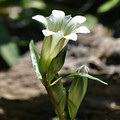 GENTIANA STRAMINEA seed image