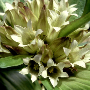 GENTIANA TIBETICA seed image