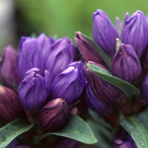 GENTIANA TRIFLORA seed image