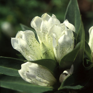 GENTIANA TRIFLORA ALBA seed image