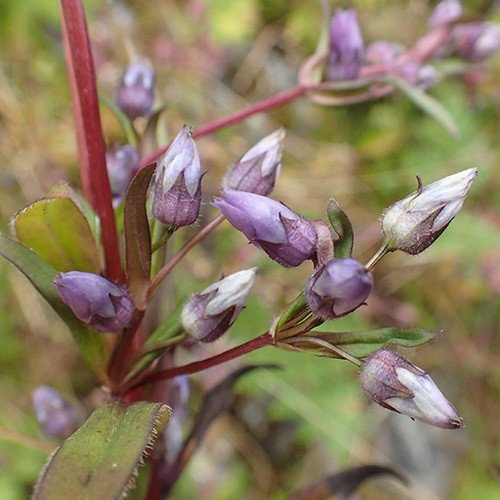 GENTIANELLA SP. seed image