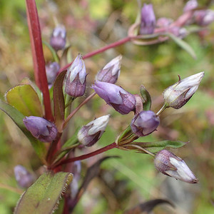 GENTIANELLA SP. seed image