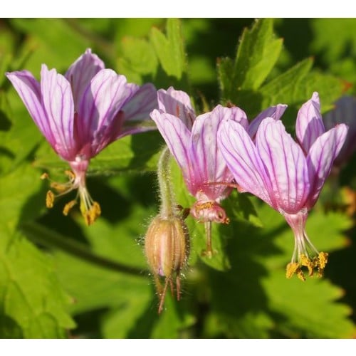 GERANIUM ARISTATUM seed image