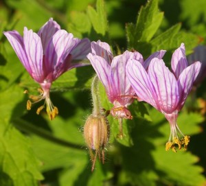 GERANIUM ARISTATUM seed image