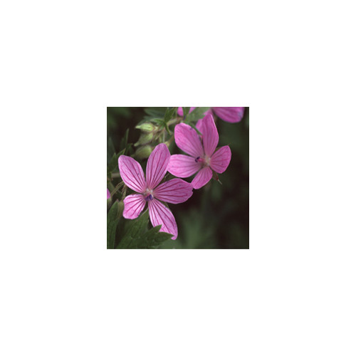GERANIUM ASPHODELOIDES seed image