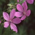 GERANIUM ASPHODELOIDES seed image