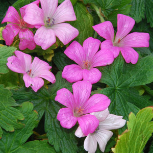 GERANIUM ENDRESSII seed image