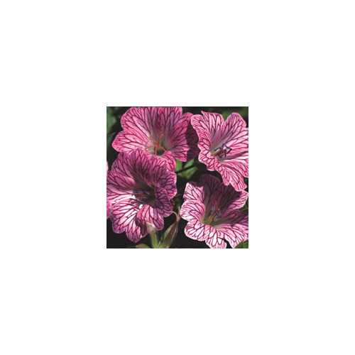 Geranium 'pink lace'