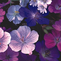 GERANIUM HARDY MIXED seed image