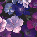 GERANIUM HARDY MIXED seed image