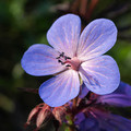 GERANIUM HIMALAYENSE seed image
