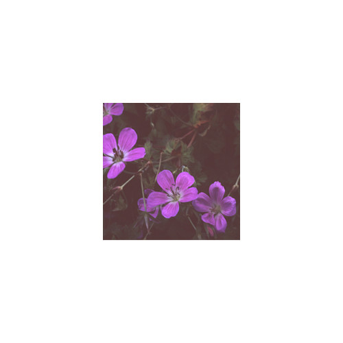 GERANIUM KOREANUM seed image