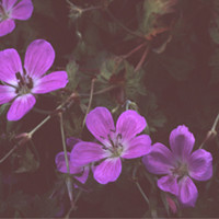 GERANIUM KOREANUM seed image