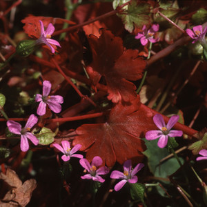 GERANIUM LUCIDUM seed image