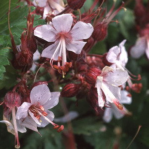 GERANIUM MACRORRHIZUM ALBUM seed image