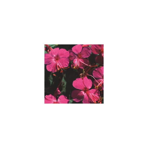 GERANIUM MACRORRHIZUM 'CZAKOR' seed image