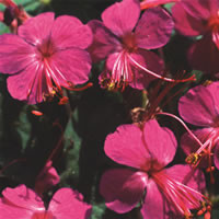 GERANIUM MACRORRHIZUM 'CZAKOR' seed image