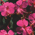 GERANIUM MACRORRHIZUM 'CZAKOR' seed image