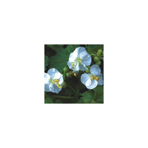 GERANIUM MACRORRHIZUM 'SNOW SPRITE' seed image