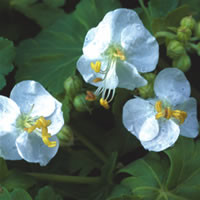 GERANIUM MACRORRHIZUM 'SNOW SPRITE' seed image