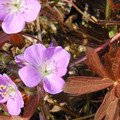 GERANIUM MACULATUM CHOC-LEAF seed image