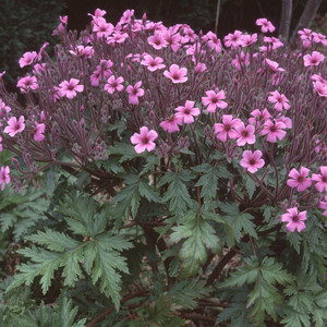 GERANIUM MADERENSE seed image