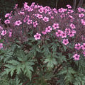 GERANIUM MADERENSE seed image