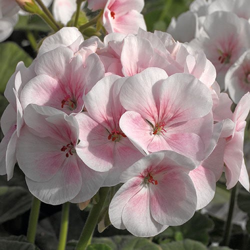 GERANIUM 'MAVERICK APPLEBLOSSOM' seed image