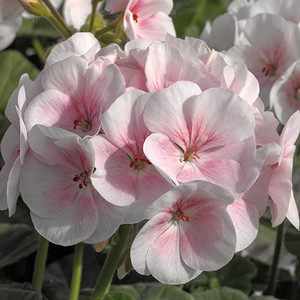 GERANIUM 'MAVERICK APPLEBLOSSOM' seed image