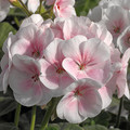 GERANIUM 'MAVERICK APPLEBLOSSOM' seed image
