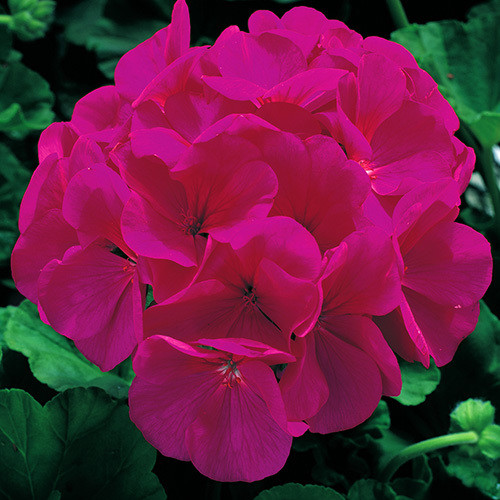 GERANIUM 'MAVERICK VIOLET' seed image
