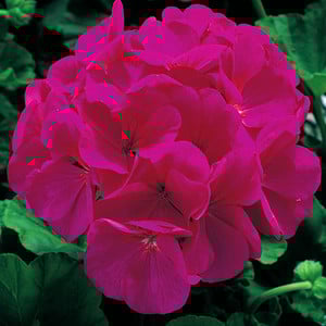 GERANIUM 'MAVERICK VIOLET' seed image