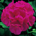 GERANIUM 'MAVERICK VIOLET' seed image