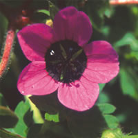 GERANIUM OCELLATUM seed image